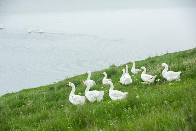 Foto um bando de cisnes estão na grama perto da água.