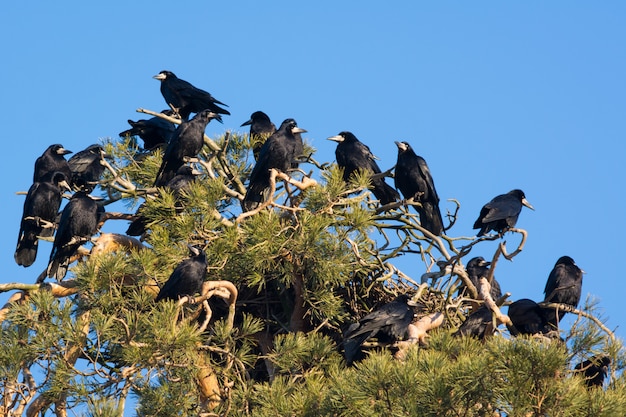 Um bando de corvos em um pinheiro