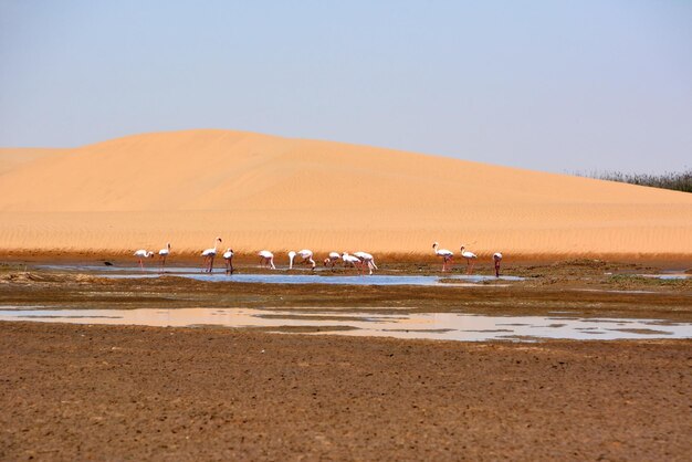 Um bando de flamingos bebe água de uma lagoa perto de uma duna de areia no deserto em um oásis