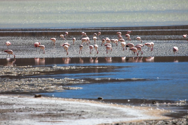 Um bando de flamingos rosa e brancos em um lago salgado na Bolívia