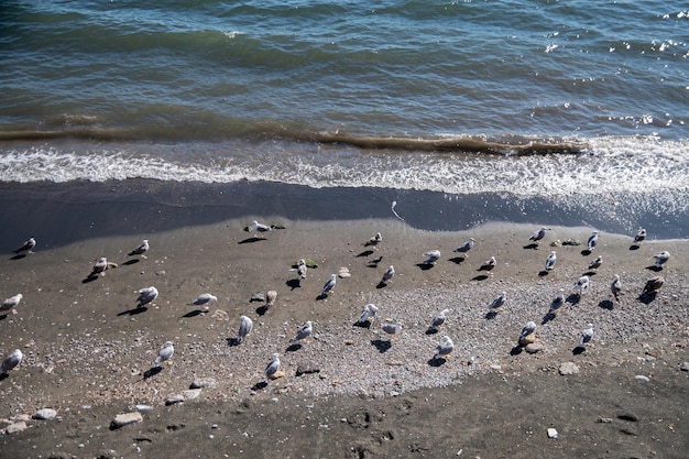 Um bando de gaivotas descansa à beira-mar O calmo e aconchegante mar de verão