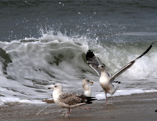 Foto um bando de gaivotas na praia