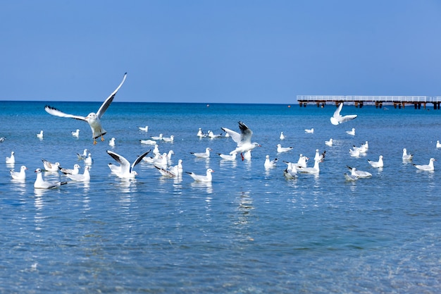 Um bando de gaivotas na praia