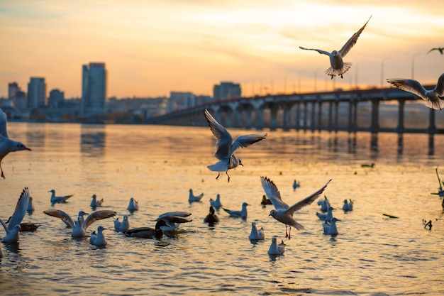 Um bando de gaivotas nas margens do rio da cidade.