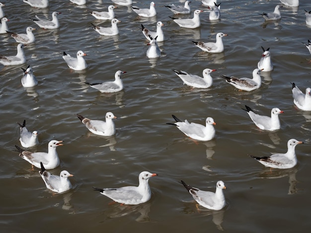 Um bando de gaivotas no mar