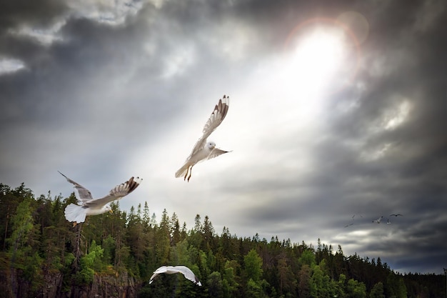 Um bando de gaivotas nos raios do sol contra um céu dramático tempestuoso