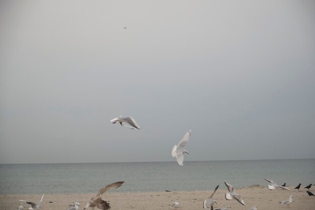 Um bando de gaivotas sobrevoa a praia e o oceano.