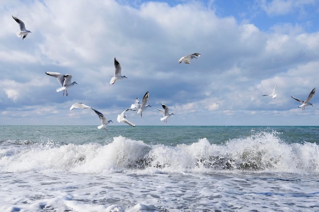 Um bando de gaivotas voa no céu azul nublado sobre o mar e se enterra nas ondas