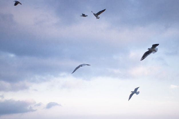 Um bando de gaivotas voando contra o céu azul