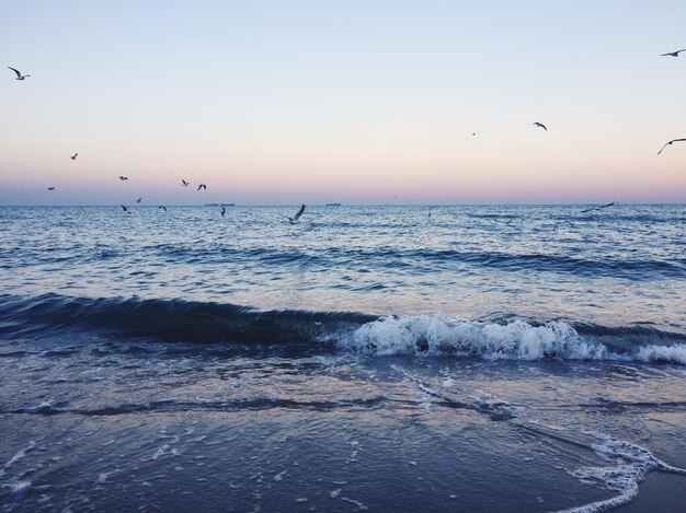 Foto um bando de gaivotas voando sobre o mar