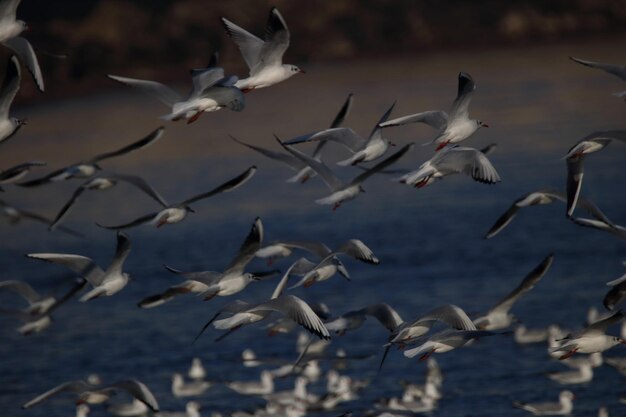 Um bando de gaivotas voando