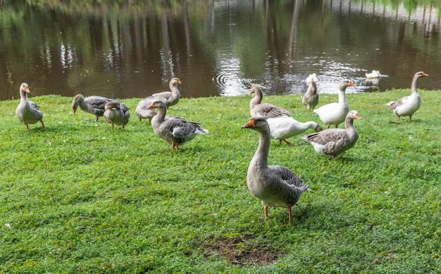 Um bando de gansos ao lado de um lago no sudeste do brasil