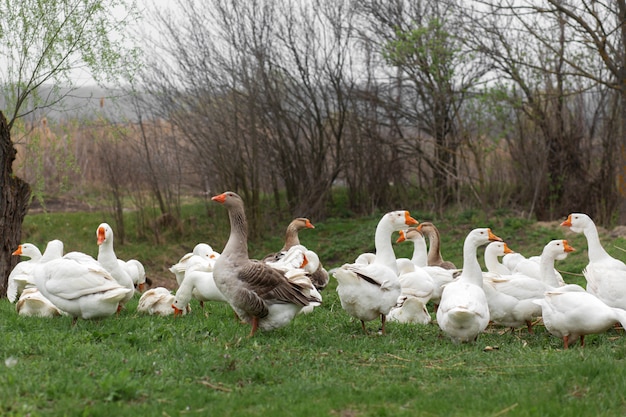 Um bando de gansos brancos a pé na primavera na vila no gramado com grama verde fresca