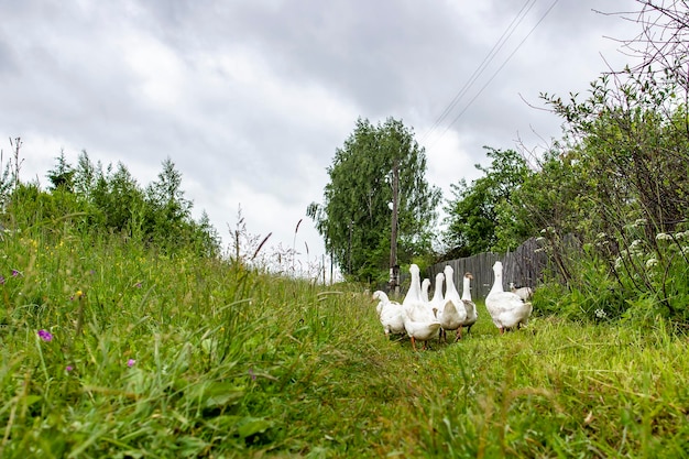 Um bando de gansos brancos bonitos segue um caminho no campo em um dia nublado de verão