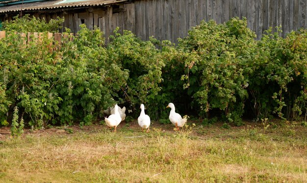 Um bando de gansos brancos pasta em um prado verde na fazenda