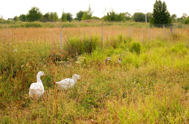 Um bando de gansos brancos pasta em um prado verde na fazenda