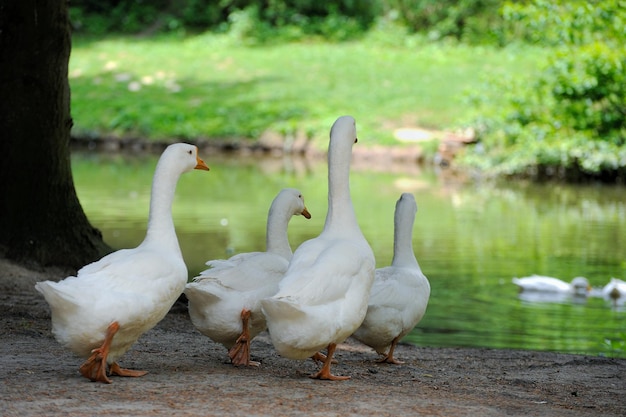 Um bando de gansos domésticos na grama verde de fundo branco