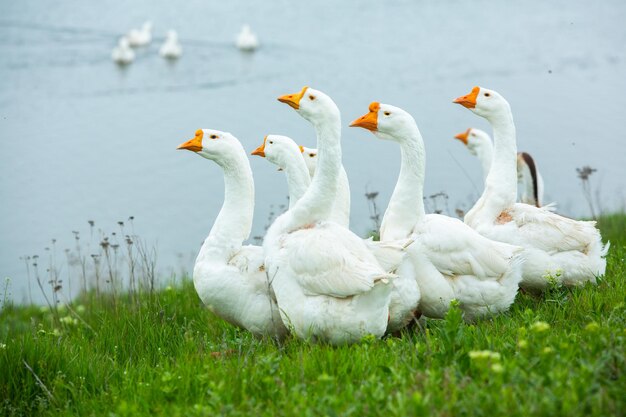 Foto um bando de gansos estão de pé na grama perto da água