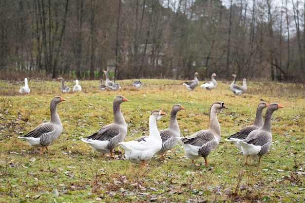 Um bando de gansos no campo