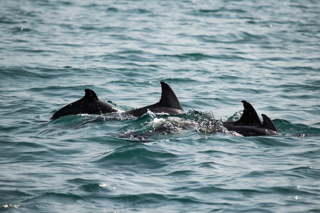 Um bando de golfinhos selvagens nadar no mar Negro