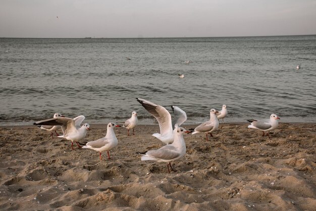 Um bando de lindas gaivotas brancas bate as asas à beira-mar.