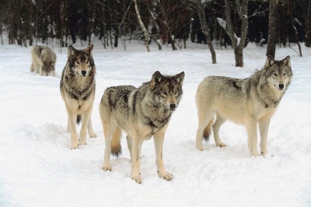 Um bando de lobos. Um bando de lobos na floresta.