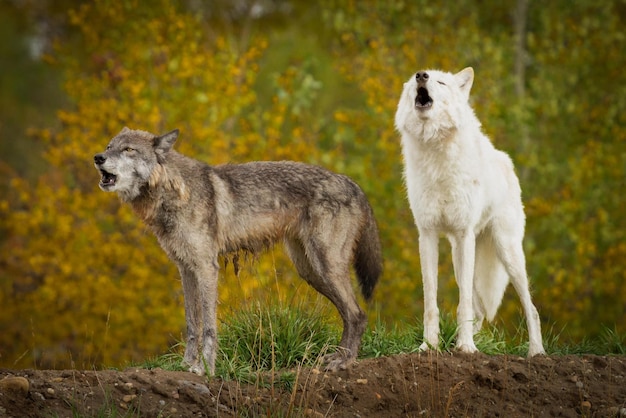 Um bando de lobos. Um bando de lobos na floresta.