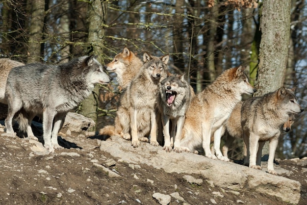 Um bando de lobos. Um bando de lobos na floresta.