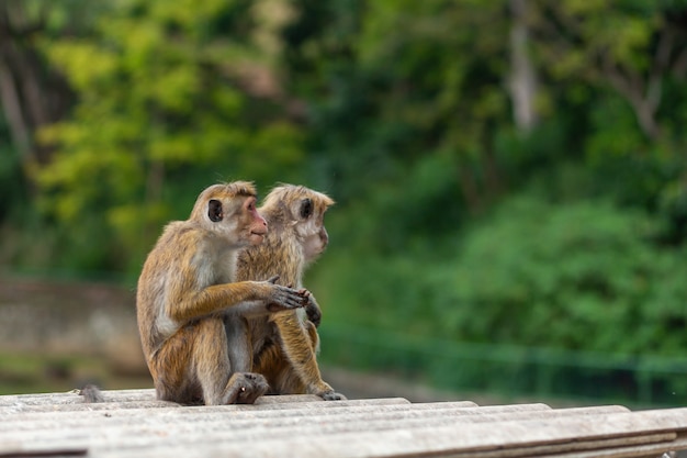 Um bando de macacos vasculhando um ferro-velho.