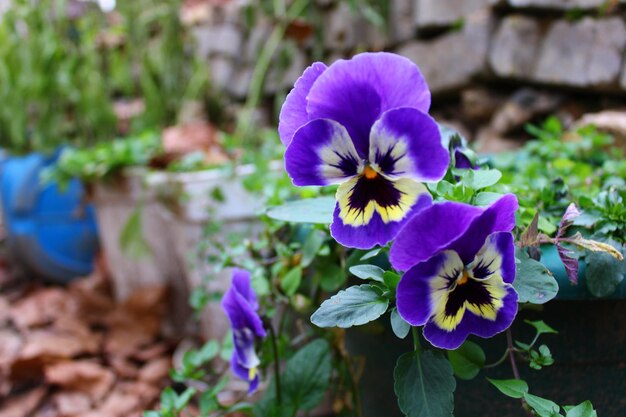 Um bando de pansies estão num jardim