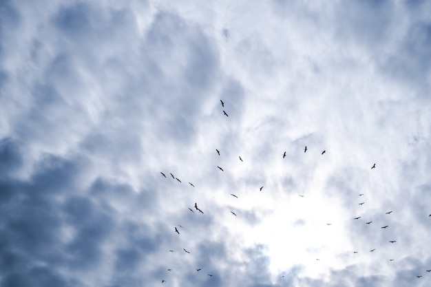 Foto um bando de pássaro fritando no céu azul e nublado.
