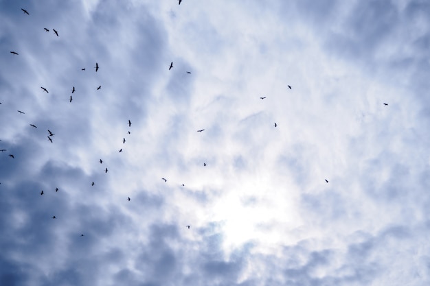 Um bando de pássaro fritando no céu azul e nublado.