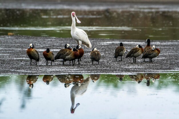 Foto um bando de pássaros à beira do lago