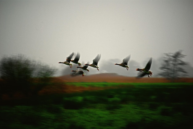 Foto um bando de pássaros a voar contra o céu limpo