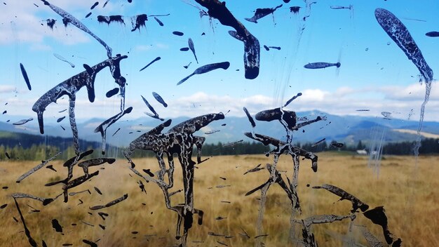 Um bando de pássaros a voar no céu