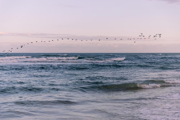 Foto um bando de pássaros a voar sobre o mar