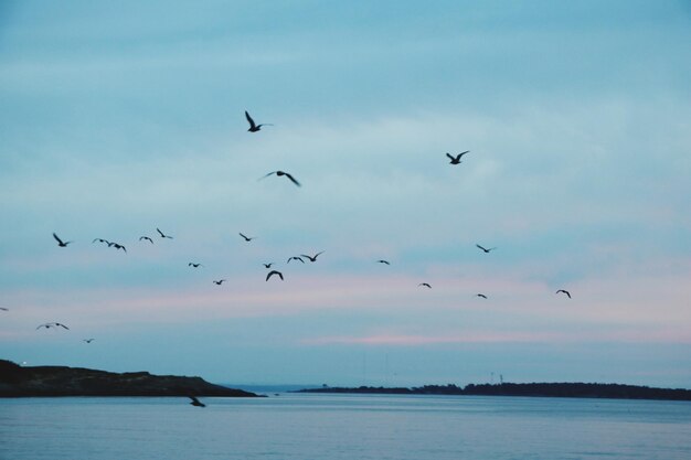 Um bando de pássaros a voar sobre o mar