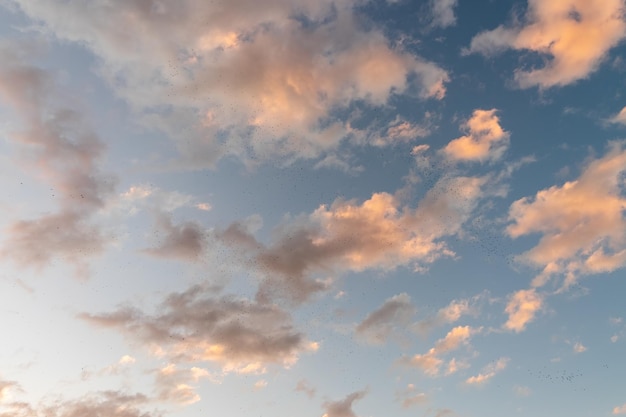 Um bando de pássaros estorninhos voando no céu