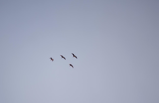 Um bando de pássaros isolados no céu