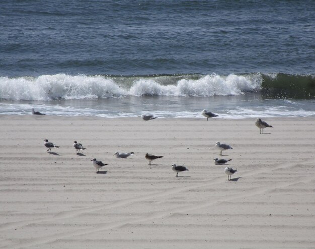 Foto um bando de pássaros na praia contra o céu