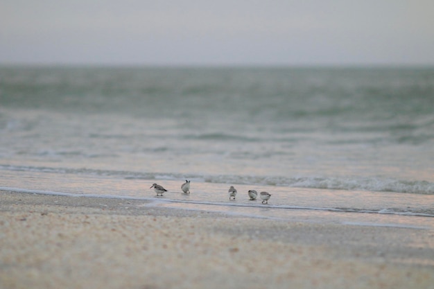 Foto um bando de pássaros na praia