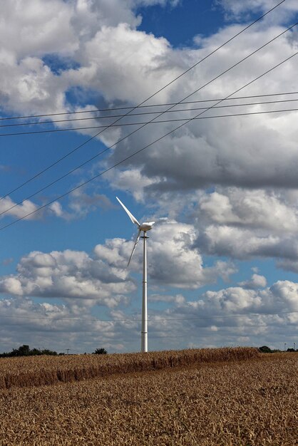 Foto um bando de pássaros no campo contra o céu