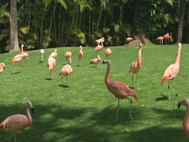 Foto um bando de pássaros no campo gramado