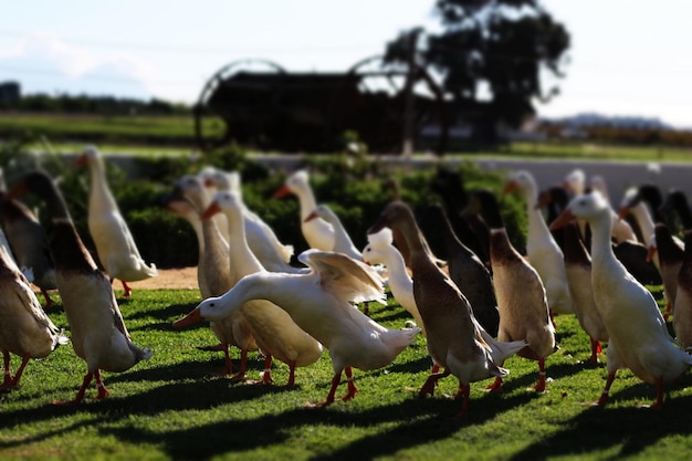 Foto um bando de pássaros no campo