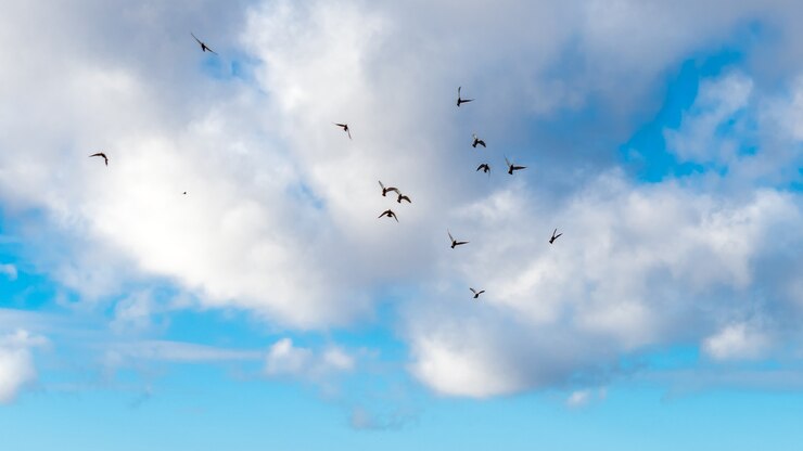 Um bando de pássaros no céu azul