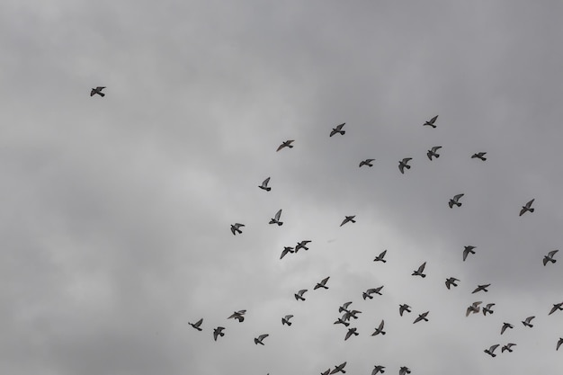 Um bando de pássaros no céu pombos voando no céu