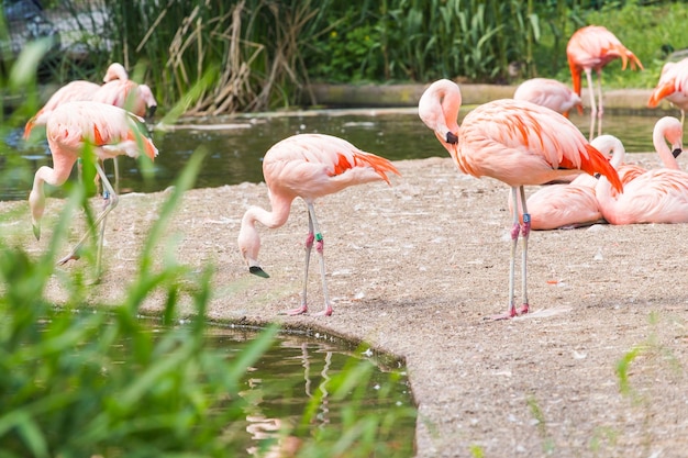 Foto um bando de pássaros no lago