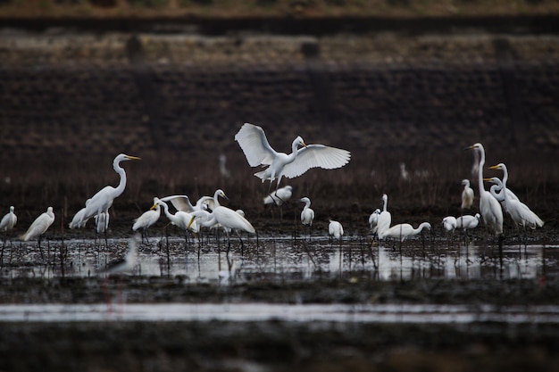 Um bando de pássaros no lago