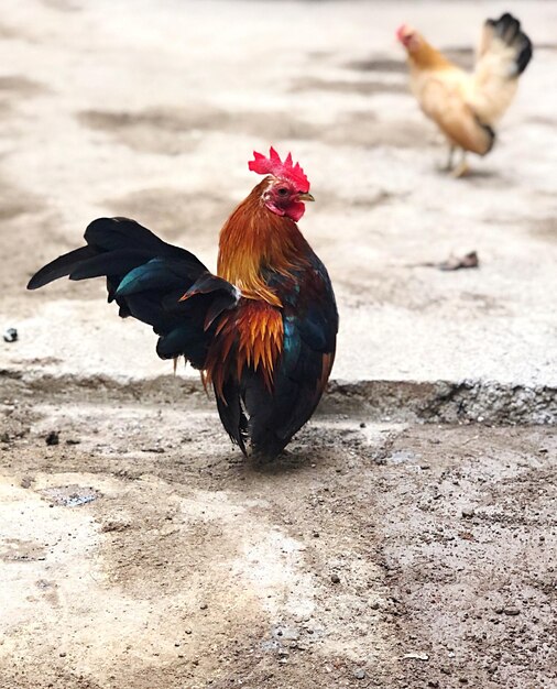 Foto um bando de pássaros numa terra