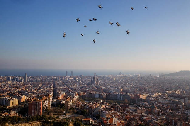 Um bando de pássaros sobrevoa a cidade